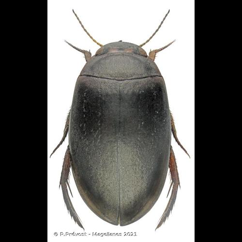 <i>Agabus bipustulatus</i> (Linnaeus, 1767) © P.Prévost - Magellanes 2021