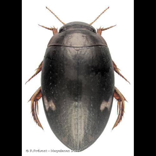 <i>Agabus didymus</i> (Olivier, 1795) © P.Prévost - Magellanes 2021