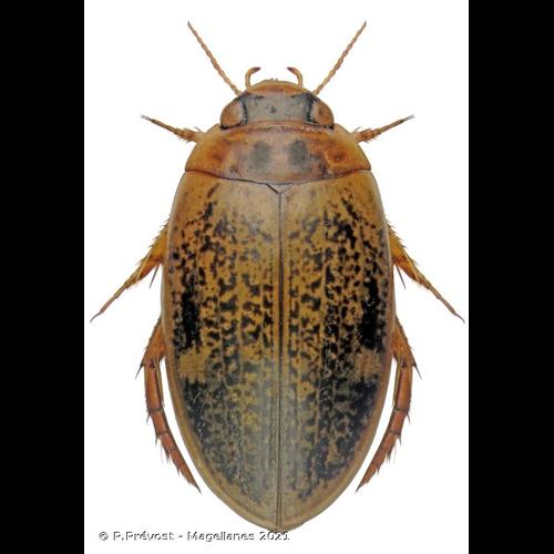 <i>Agabus nebulosus</i> (Forster, 1771) © P.Prévost - Magellanes 2021