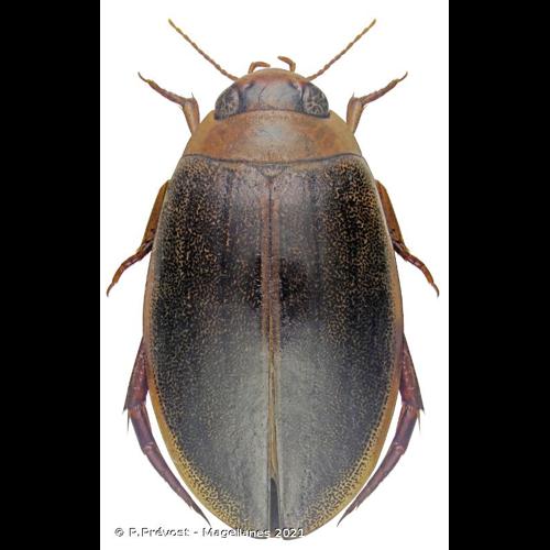 <i>Rhantus suturalis</i> (W.S. MacLeay, 1825) © P.Prévost - Magellanes 2021