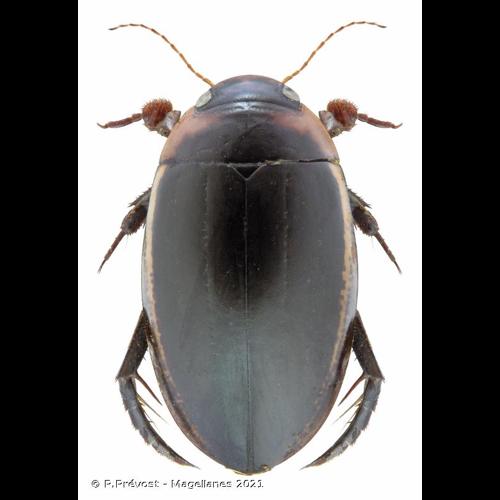 <i>Hydaticus seminiger</i> (De Geer, 1774) © P.Prévost - Magellanes 2021