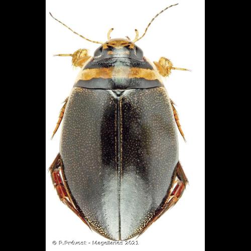 <i>Graphoderus cinereus</i> (Linnaeus, 1758) © P.Prévost - Magellanes 2021