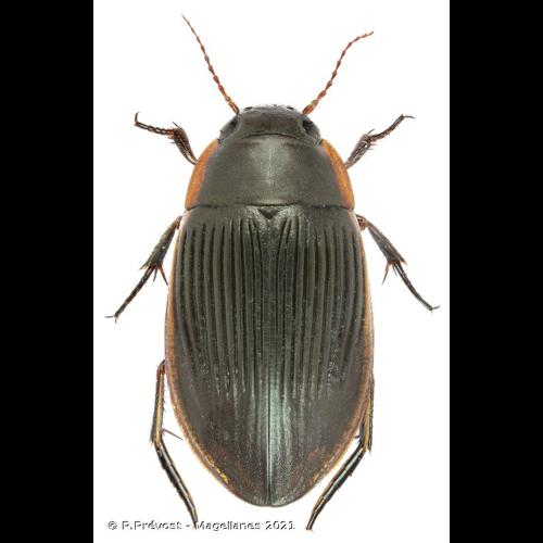 <i>Dytiscus semisulcatus</i> O.F. Müller, 1776 © P.Prévost - Magellanes 2021