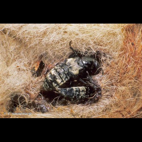 <i>Creophilus maxillosus</i> (Linnaeus, 1758) &copy; C. Vanderbergh