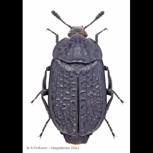 <i>Thanatophilus rugosus</i> (Linnaeus, 1758) © P.Prévost - Magellanes 2021