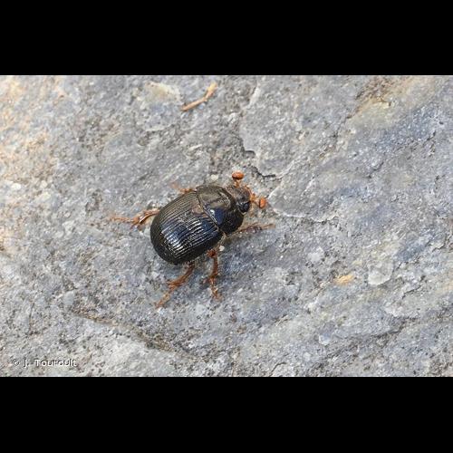 <i>Odonteus armiger</i> (Scopoli, 1772) © J. Touroult