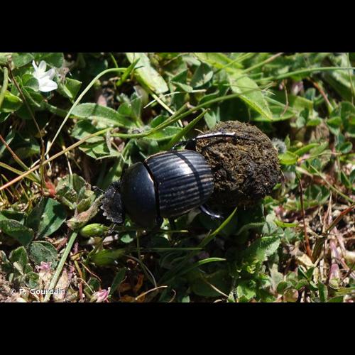 <i>Scarabaeus laticollis</i> Linnaeus, 1767 &copy; P. Gourdain