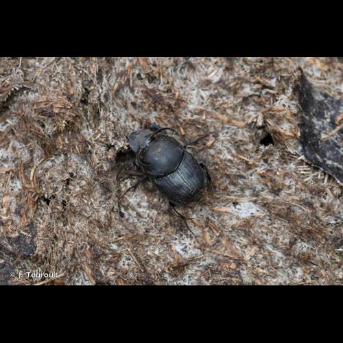 <i>Onthophagus taurus</i> (Schreber, 1759) &copy; J. Touroult