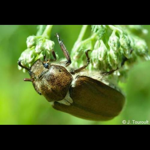 <i>Anoxia villosa</i> (Fabricius, 1782) © J. Touroult