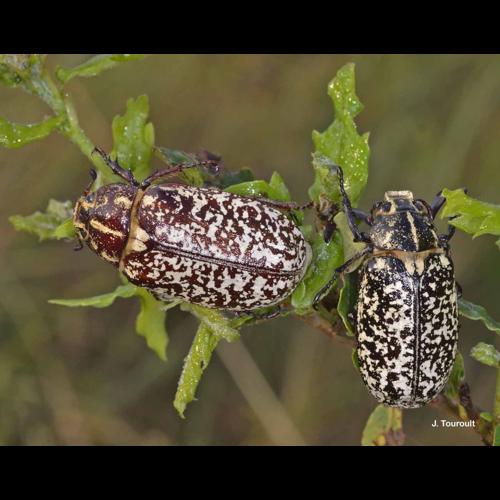 <i>Polyphylla fullo</i> (Linnaeus, 1758) © J. Touroult