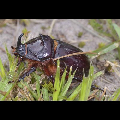 <i>Oryctes nasicornis</i> (Linnaeus, 1758) © J. Touroult