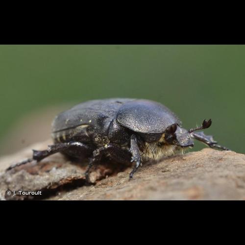 <i>Netocia oblonga</i> (Gory & Percheron, 1833) © J. Touroult