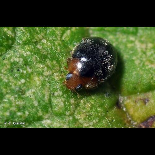 <i>Scymnus rubromaculatus</i> (Goeze, 1777) © C. Quintin