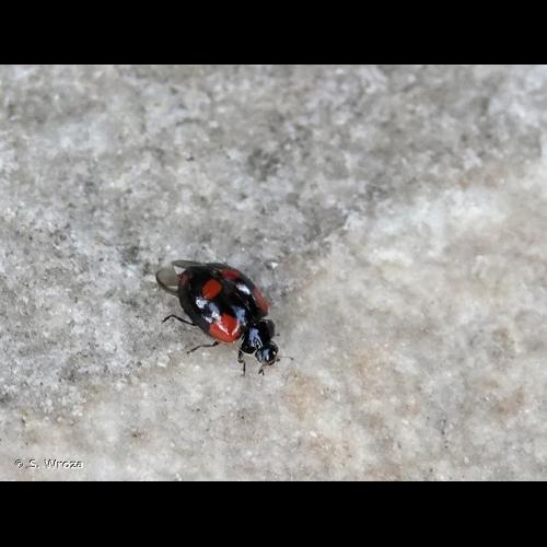 <i>Adalia bipunctata</i> (Linnaeus, 1758) &copy; S. Wroza