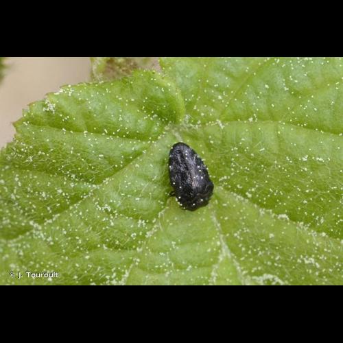 <i>Trachys minutus</i> (Linnaeus, 1758) © J. Touroult