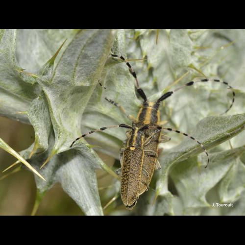 <i>Agapanthia dahli</i> (Richter, 1820) © J. Touroult