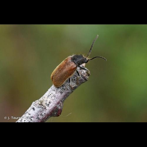 <i>Hedobia pubescens</i> (Olivier, 1790) © J. Touroult.
