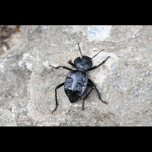 <i>Akis bacarozzo</i> (Schrank, 1786) &copy; J. Touroult - LPR Corse 2019 - MNHN-CdC-AFB