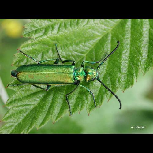 <i>Lytta vesicatoria</i> (Linnaeus, 1758) © A. Horellou