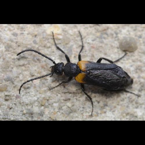 <i>Sitaris muralis</i> (Forster, 1771) &copy; J. Touroult