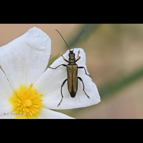 <i>Oedemera flavipes</i> (Fabricius, 1792) © J. Touroult