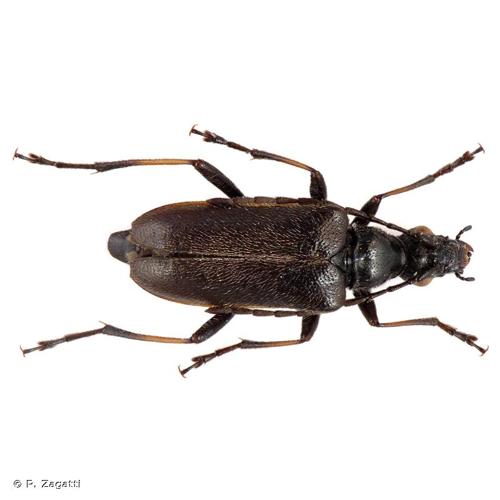 <i>Acmaeops marginatus</i> (Fabricius, 1781) &copy; P. Zagatti