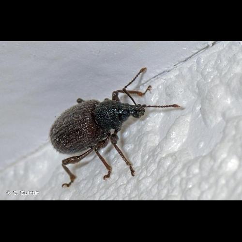 <i>Otiorhynchus rugosostriatus</i> (Goeze, 1777) © C. Quintin