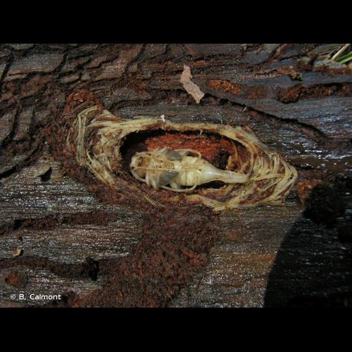 <i>Acanthocinus aedilis</i> (Linnaeus, 1758) &copy; B. Calmont