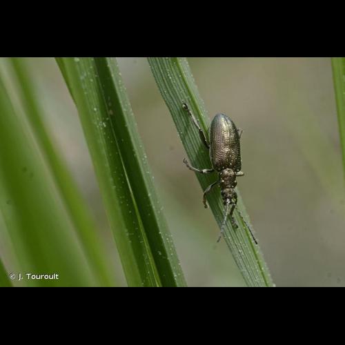 <i>Plateumaris sericea</i> (Linnaeus, 1758) © J. Touroult
