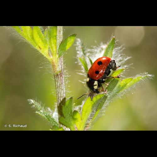 <i>Cryptocephalus octopunctatus</i> (Scopoli, 1763) © S. Richaud