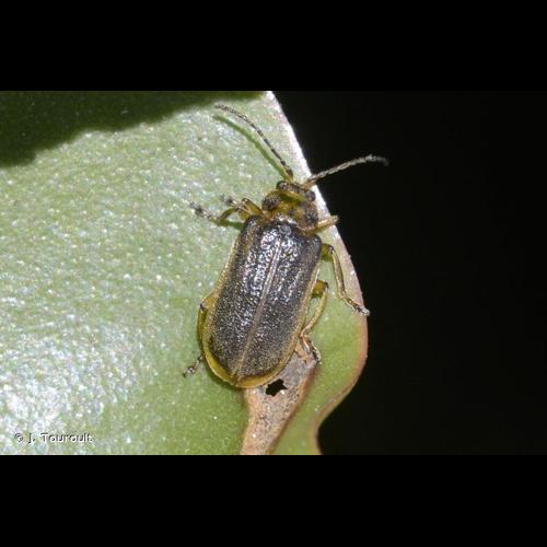 <i>Galerucella nymphaeae</i> (Linnaeus, 1758) © J. Touroult