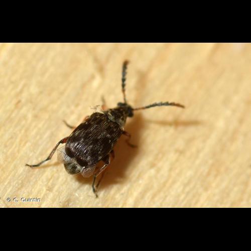 <i>Bruchidius varius</i> (Olivier, 1800) © C. Quintin