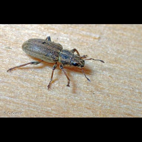 <i>Sitona lineatus</i> (Linnaeus, 1758) © C. Quintin