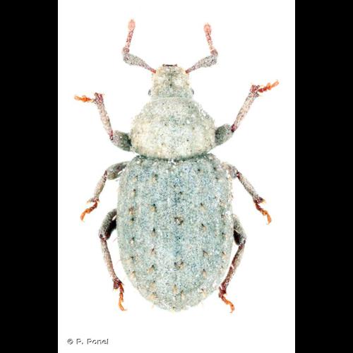 <i>Trachyphloeus alternans</i> Gyllenhal, 1834 © P. Ponel