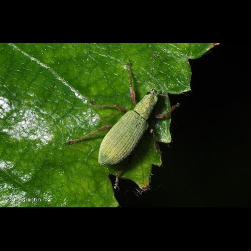 <i>Polydrusus impressifrons</i> Gyllenhal, 1834 © C. Quintin