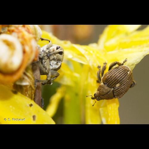 <i>Mononychus punctumalbum</i> (Herbst, 1784) &copy; S. Richaud