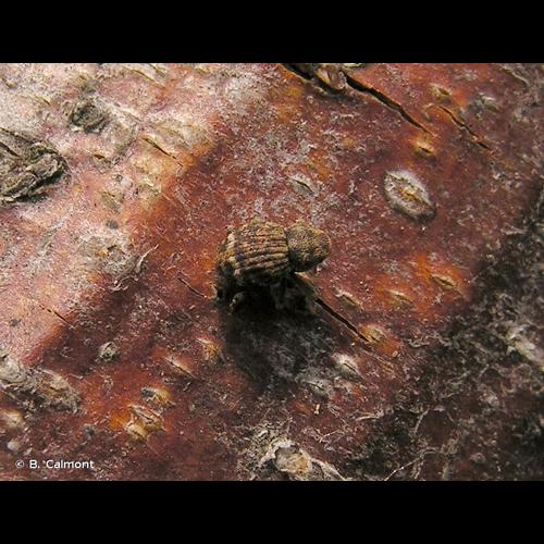 <i>Acalles ptinoides</i> (Marsham, 1802) &copy; B. Calmont