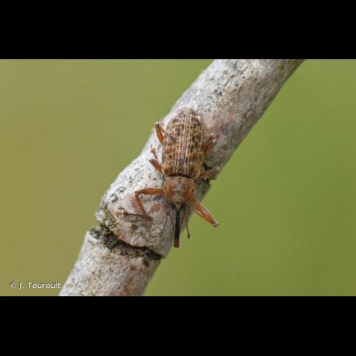 <i>Dorytomus longimanus</i> (Forster, 1771) © J. Touroult