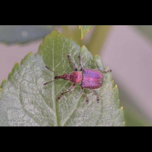<i>Rhynchites auratus</i> (Scopoli, 1763) © J. Touroult