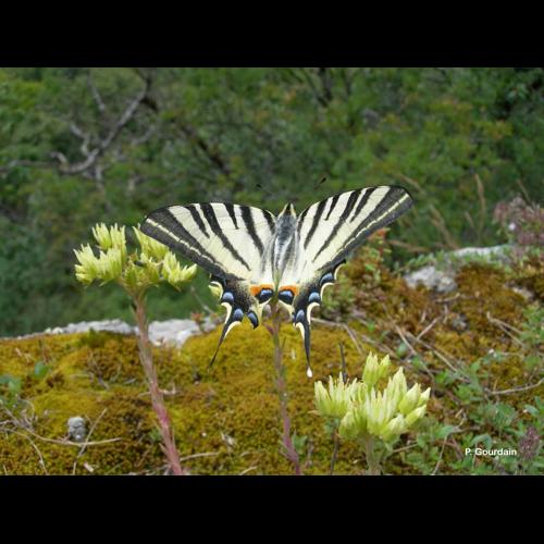 <i>Iphiclides podalirius</i> (Linnaeus, 1758) © P. Gourdain