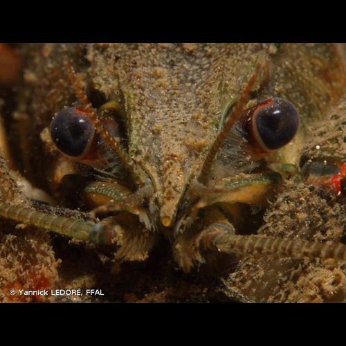 <i>Astacus astacus</i> (Linnaeus, 1758) © Yannick LEDORÉ, FFAL