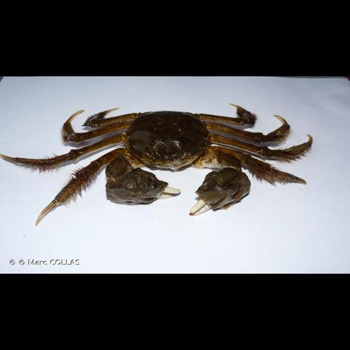 <i>Eriocheir sinensis</i> H. Milne Edwards, 1853 © © Marc COLLAS