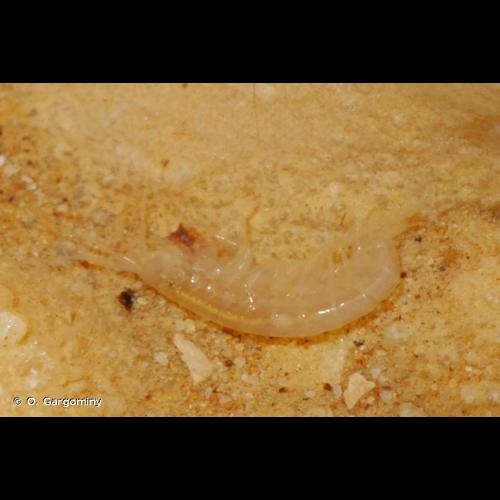 <i>Niphargus virei</i> Chevreux, 1896 &copy; O. Gargominy