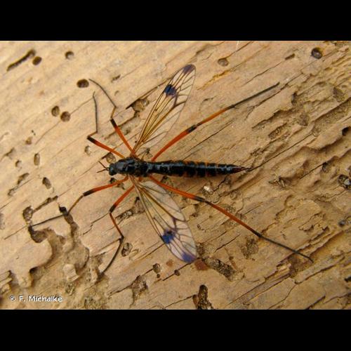 <i>Dictenidia bimaculata</i> (Linnaeus, 1761) © F. Michalke