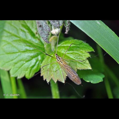 <i>Nephrotoma appendiculata</i> (Pierre, 1919) &copy; C. Quintin