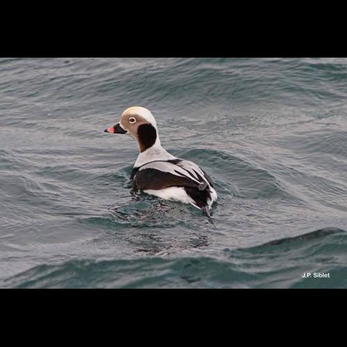 <i>Clangula hyemalis</i> (Linnaeus, 1758) © J.P. Siblet