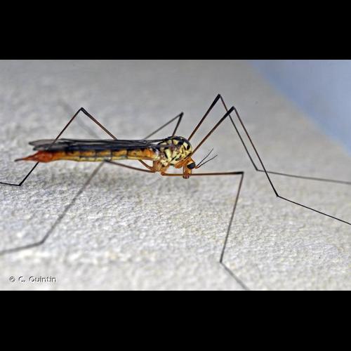 <i>Nephrotoma flavipalpis</i> (Meigen, 1830) © C. Quintin