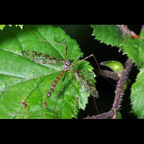 <i>Epiphragma ocellare</i> (Linnaeus, 1761) © C. Quintin