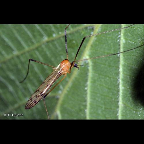 <i>Limonia nigropunctata</i> (Schummel, 1829) © C. Quintin
