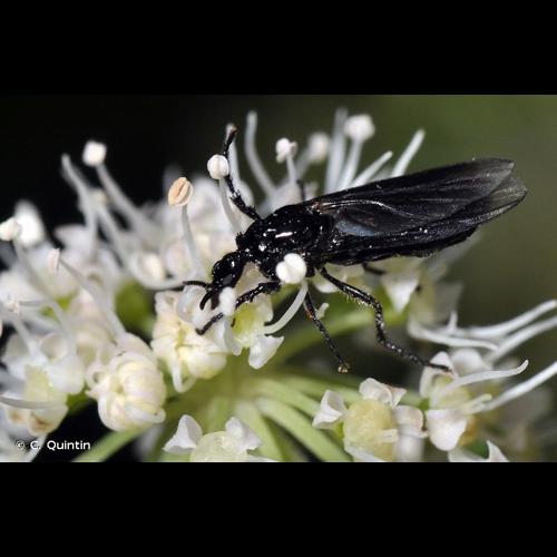 <i>Dilophus febrilis</i> (Linnaeus, 1758) © C. Quintin
